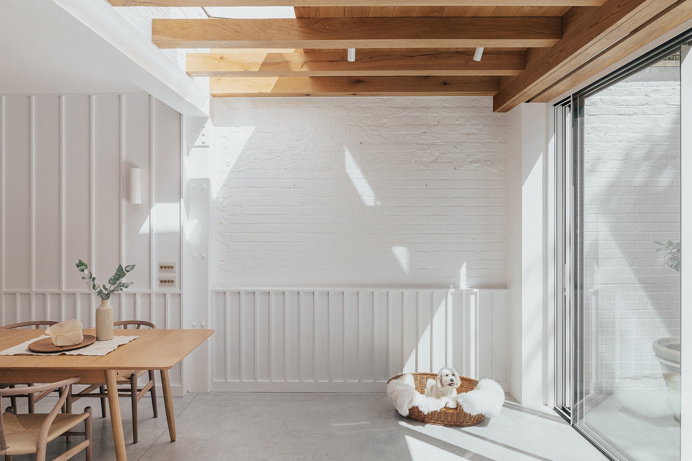 White interior with a dog